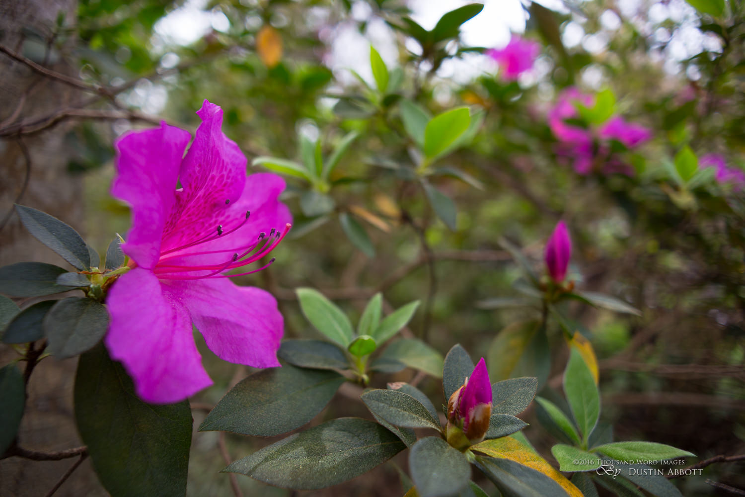 Voigtländer Color Skopar 20mm f/3.5 SL II Review Voigtländer Color Skopar 20mm f/3.5 SL II Review